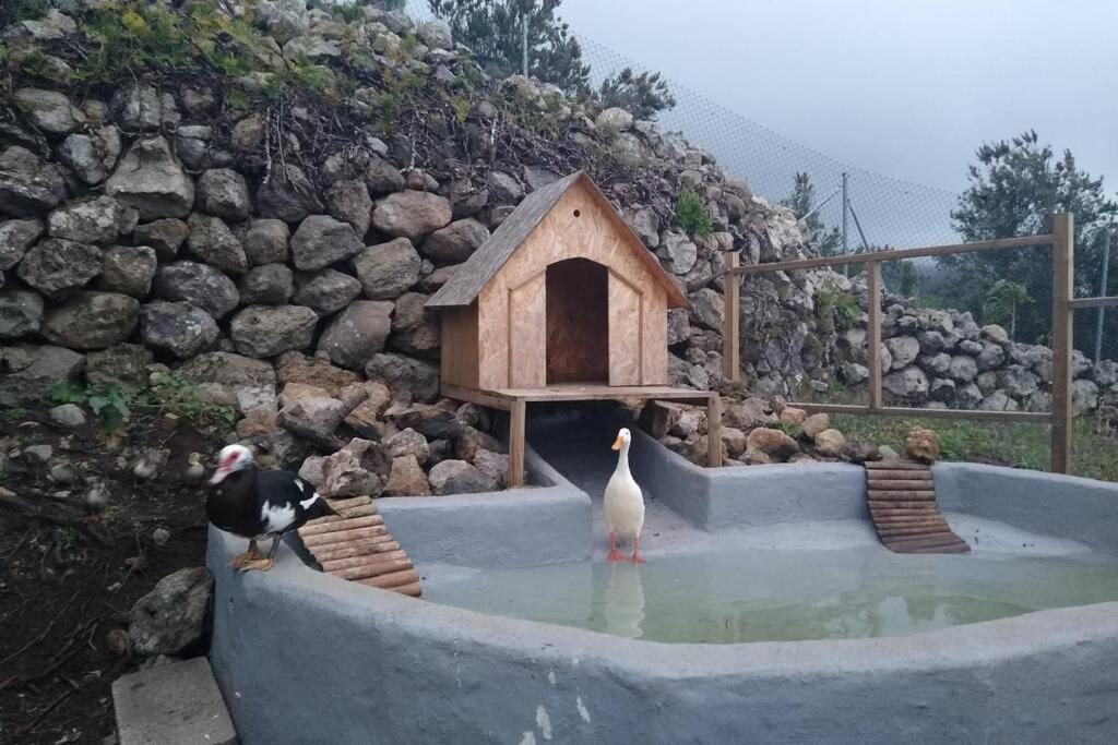 La Tagora Conect With The Nature & Relax Icod De Los Vinos Exteriér fotografie
